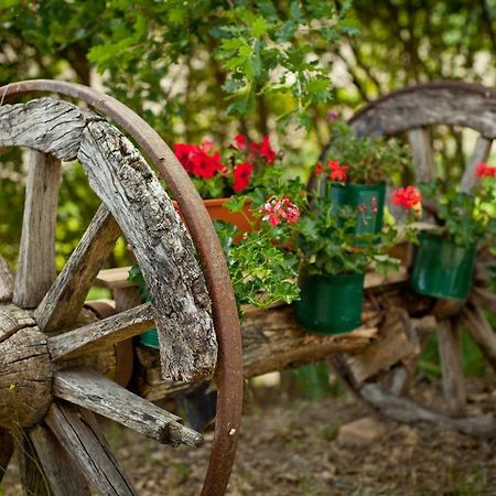 Villa Titti B&B Orciano di Pesaro Esterno foto